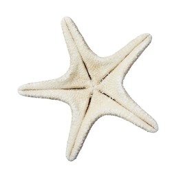 Photo of Beautiful sea star isolated on white. Beach object