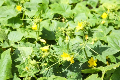 Photo of Fresh green cucumber plant with bloom in garden