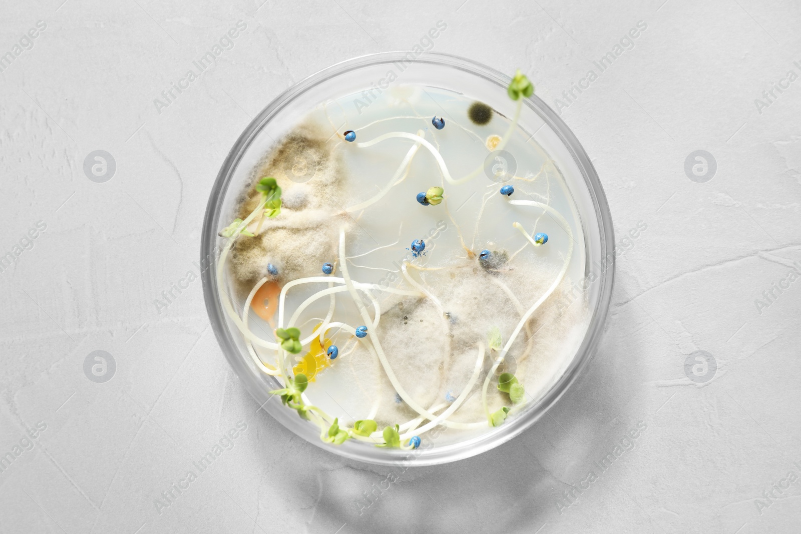 Photo of Germination and energy analysis of rape seeds in Petri dish on light table, top view. Laboratory research