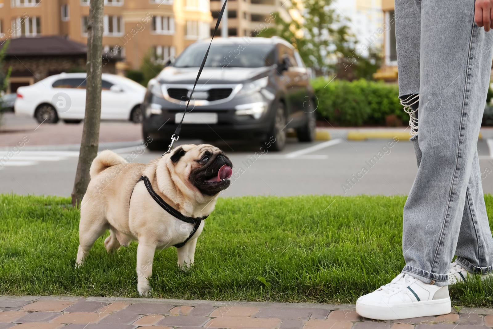 Photo of Woman walking with her cute pug outdoors, closeup