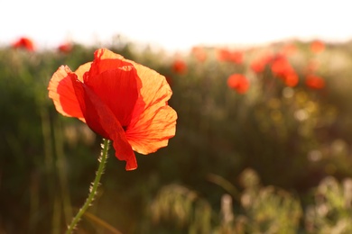 Beautiful blooming poppy in field on sunny day. Space for text
