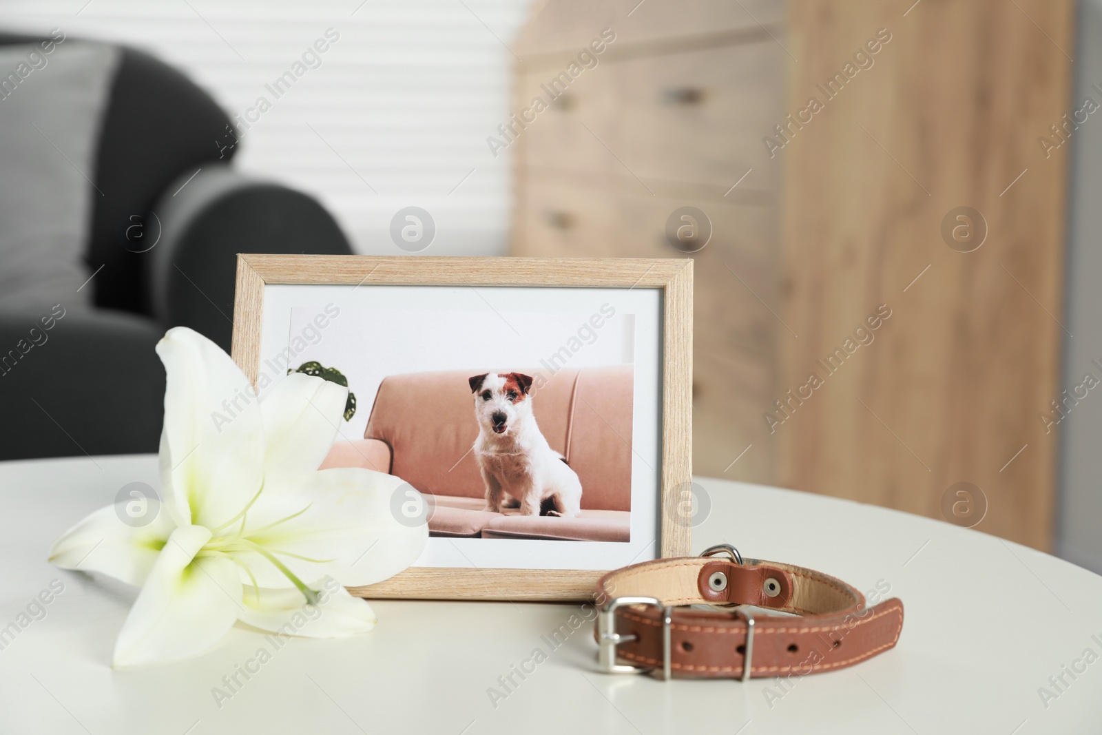 Photo of Frame with picture of dog, collar and lily flower on white table indoors. Pet funeral