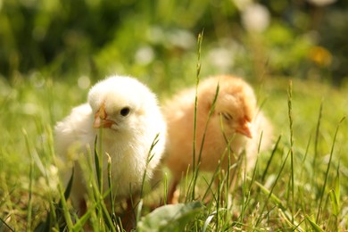 Photo of Cute chicks on green grass outdoors, closeup. Baby animals