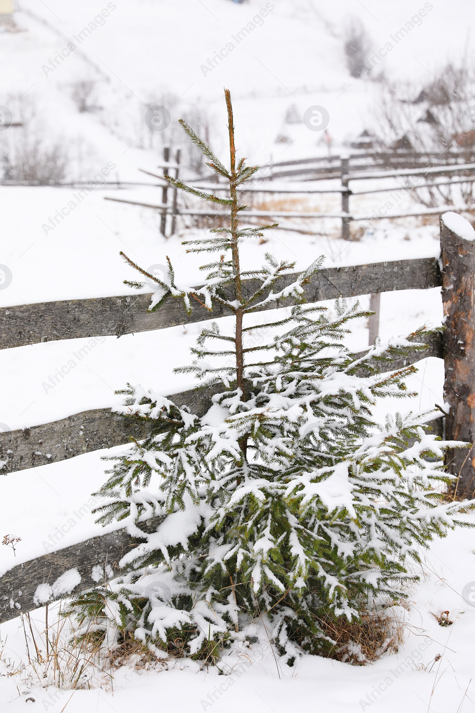 Photo of Beautiful view of small fir tree covered with snow near wooden fence outdoors. Winter landscape