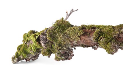 Photo of Dry tree branch with moss isolated on white