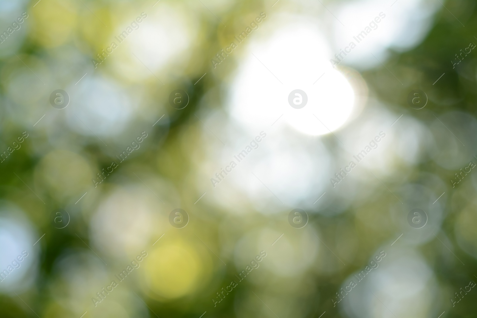 Photo of Blurred view of green tree outdoors. Bokeh effect