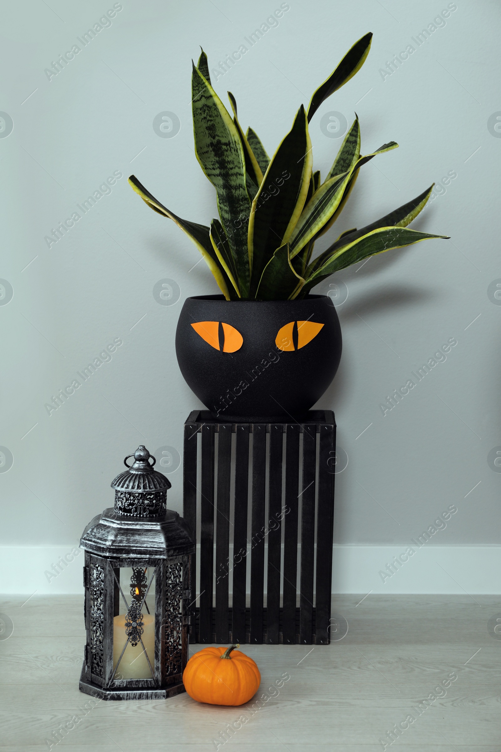 Photo of Lantern, pumpkin and houseplant in pot decorated for Halloween indoors