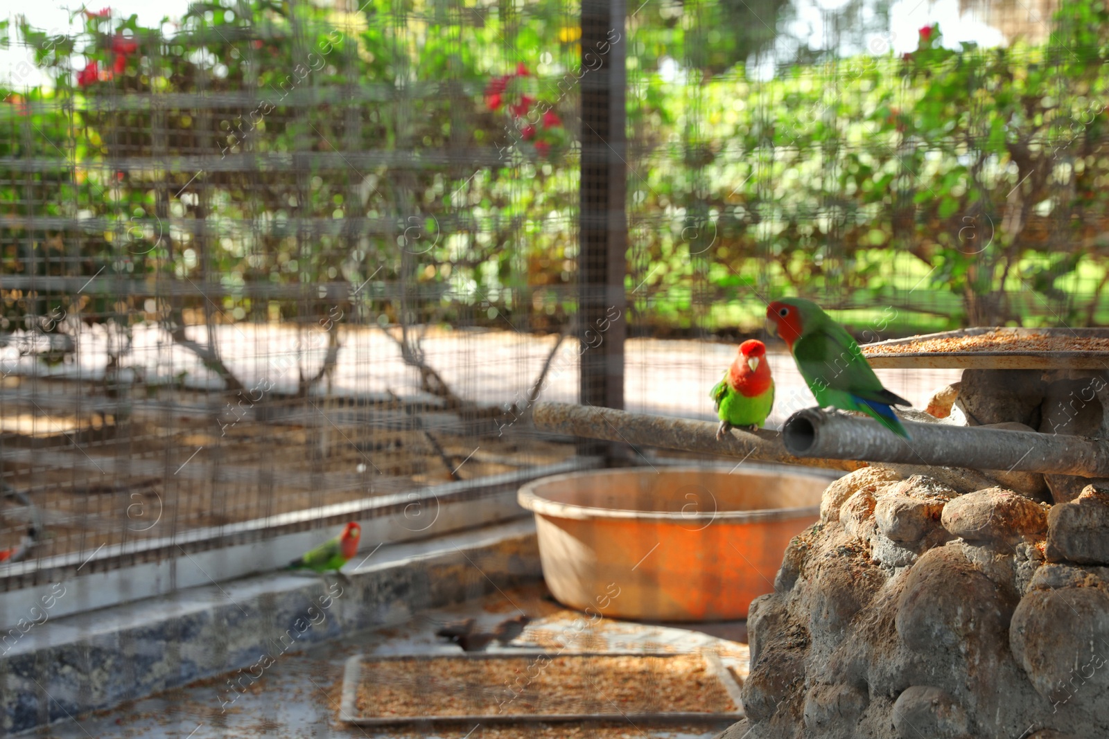 Photo of Different exotic birds in outdoor aviary, view through grate with space for text