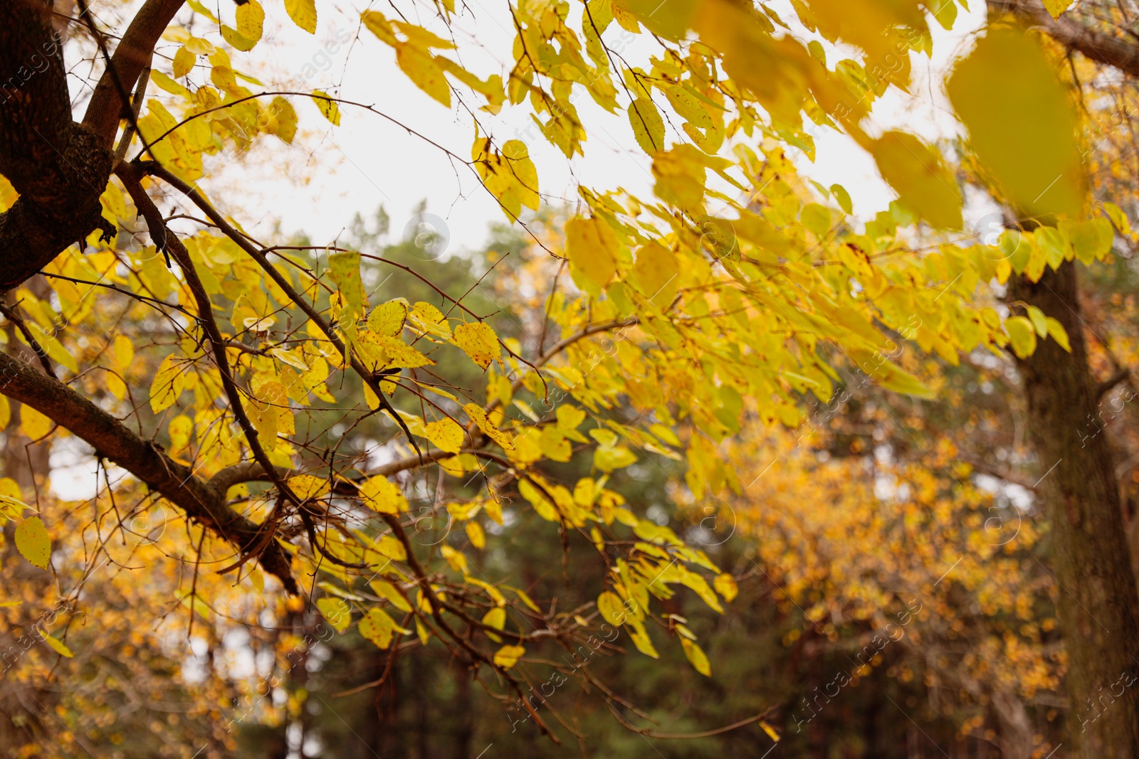 Photo of Beautiful view of autumn forest, focus on branch with golden leaves