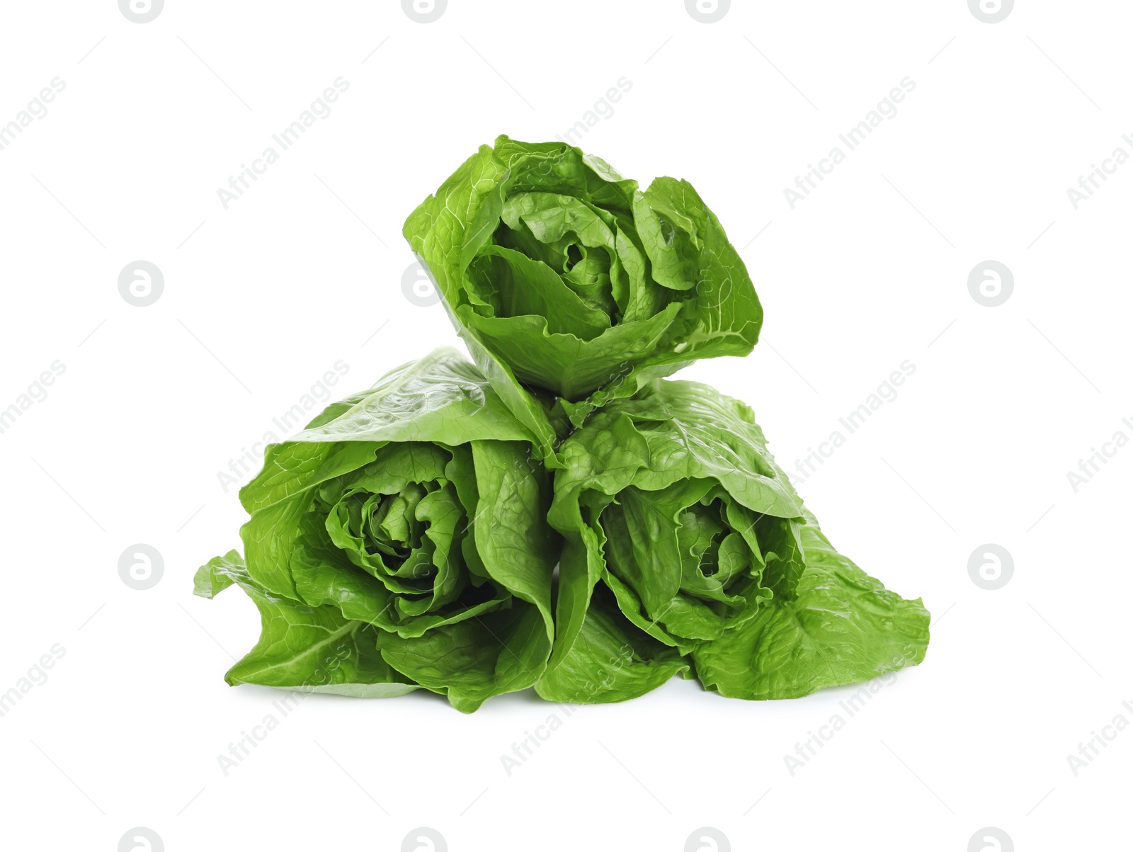 Photo of Fresh green romaine lettuces isolated on white