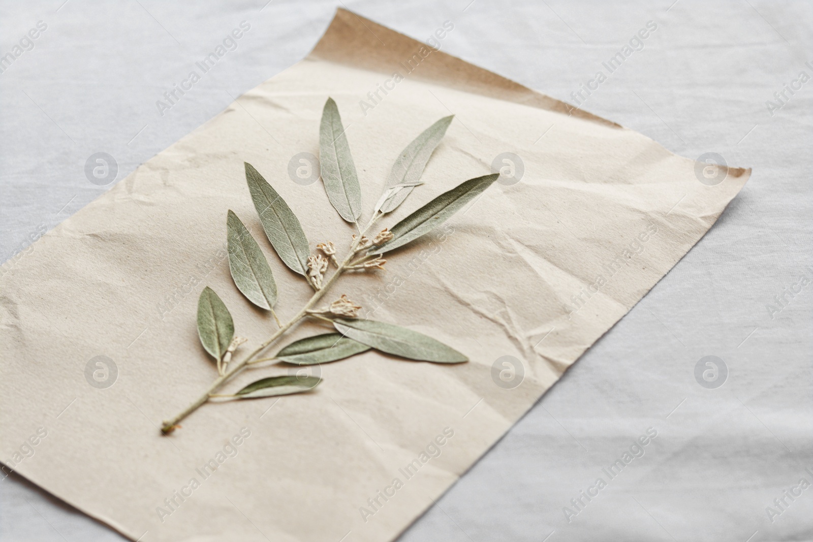 Photo of Sheet of paper with dried green leaves on white fabric, closeup