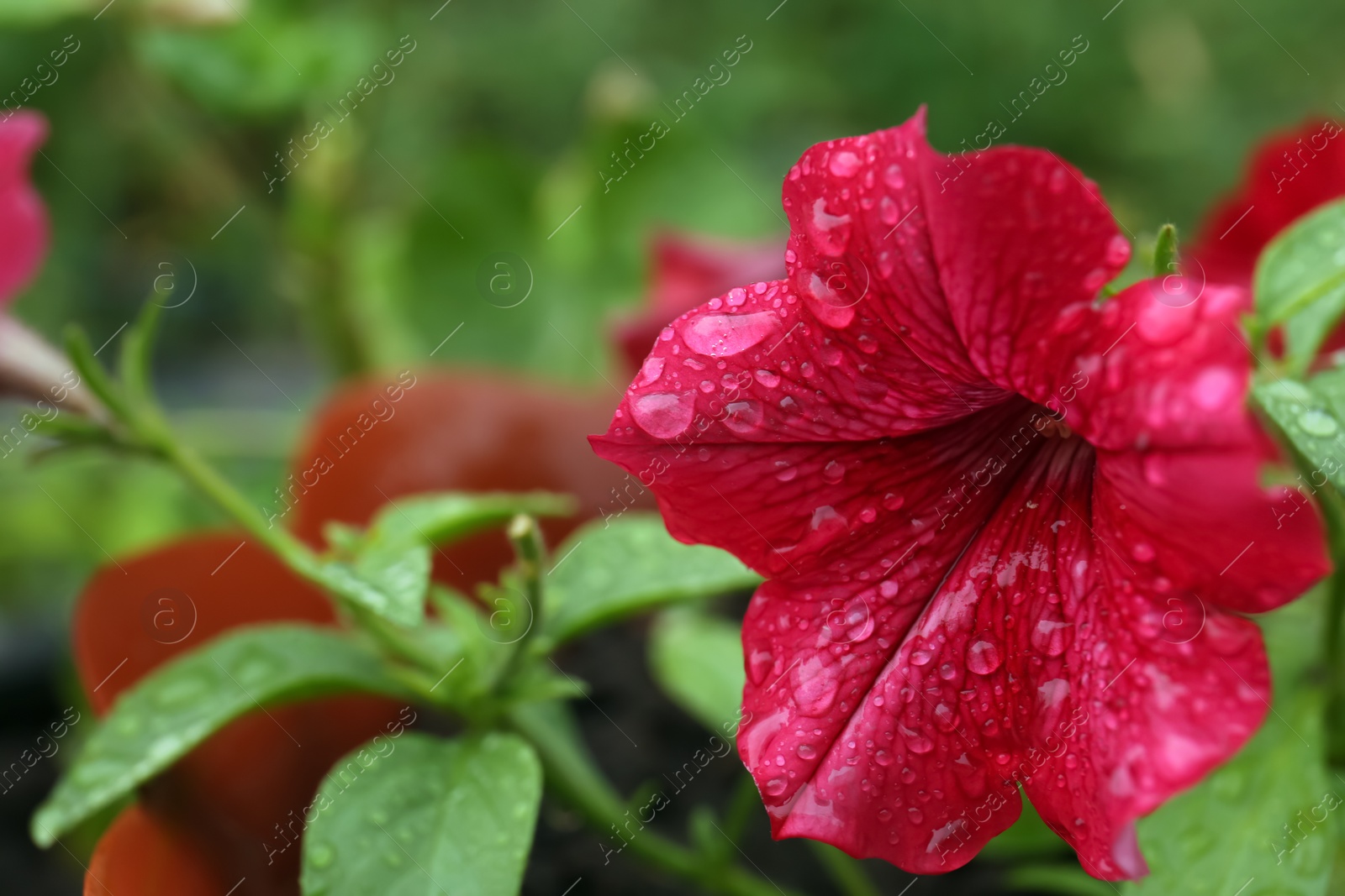 Photo of Beautiful red flower with dew drops outdoors, closeup. Space for text