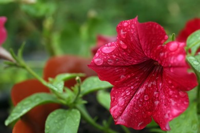 Photo of Beautiful red flower with dew drops outdoors, closeup. Space for text