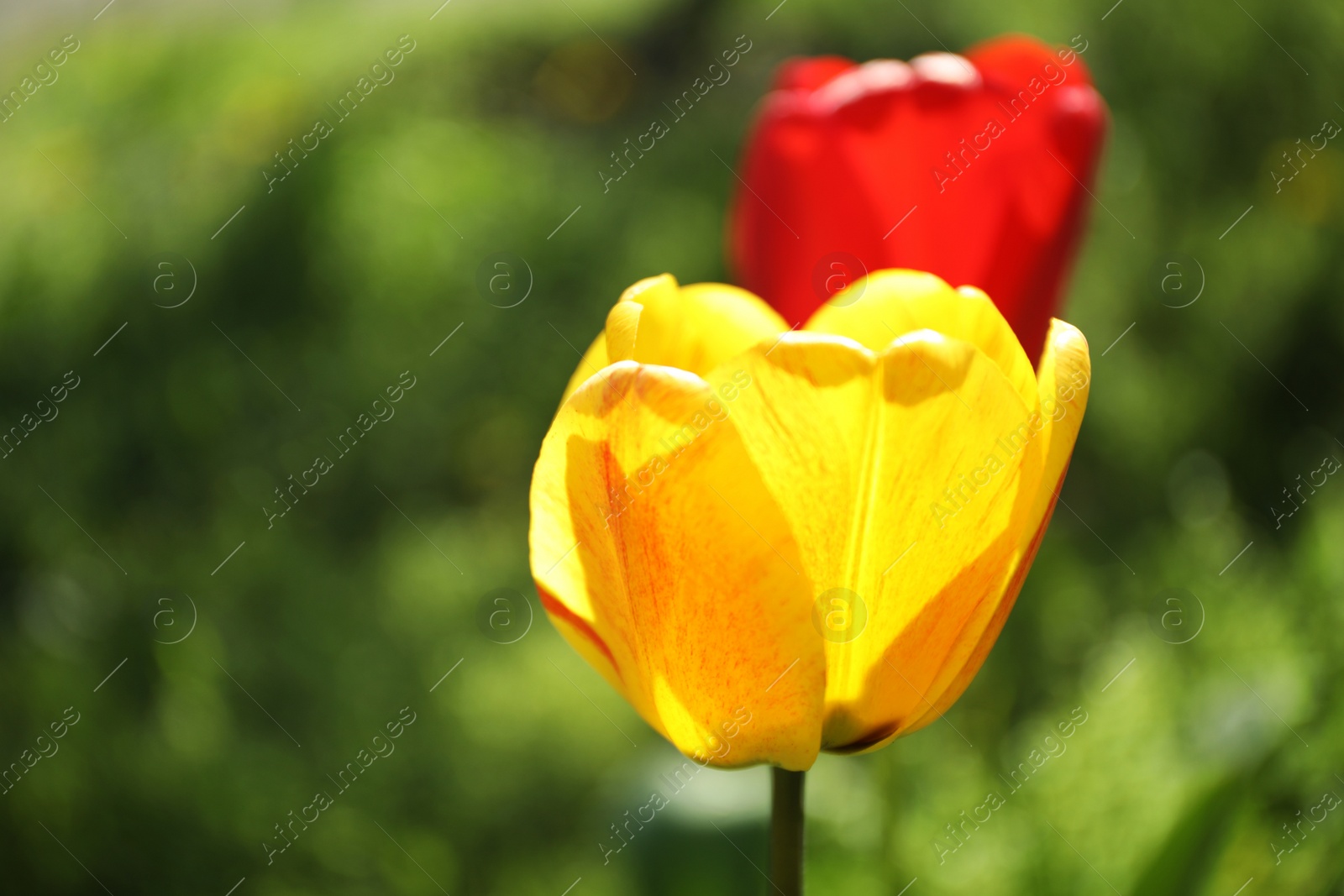 Photo of Blossoming tulips outdoors on sunny spring day