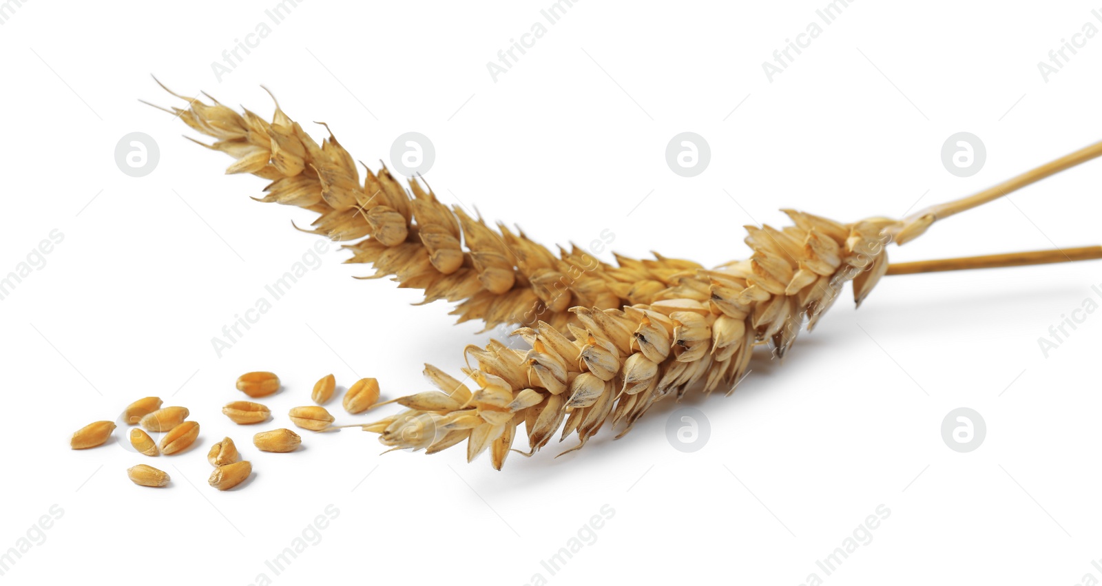 Photo of Ears of wheat and grains isolated on white