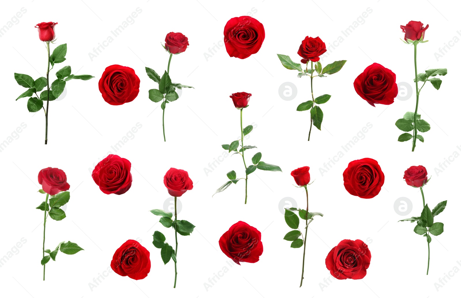 Image of Set of beautiful red roses on white background