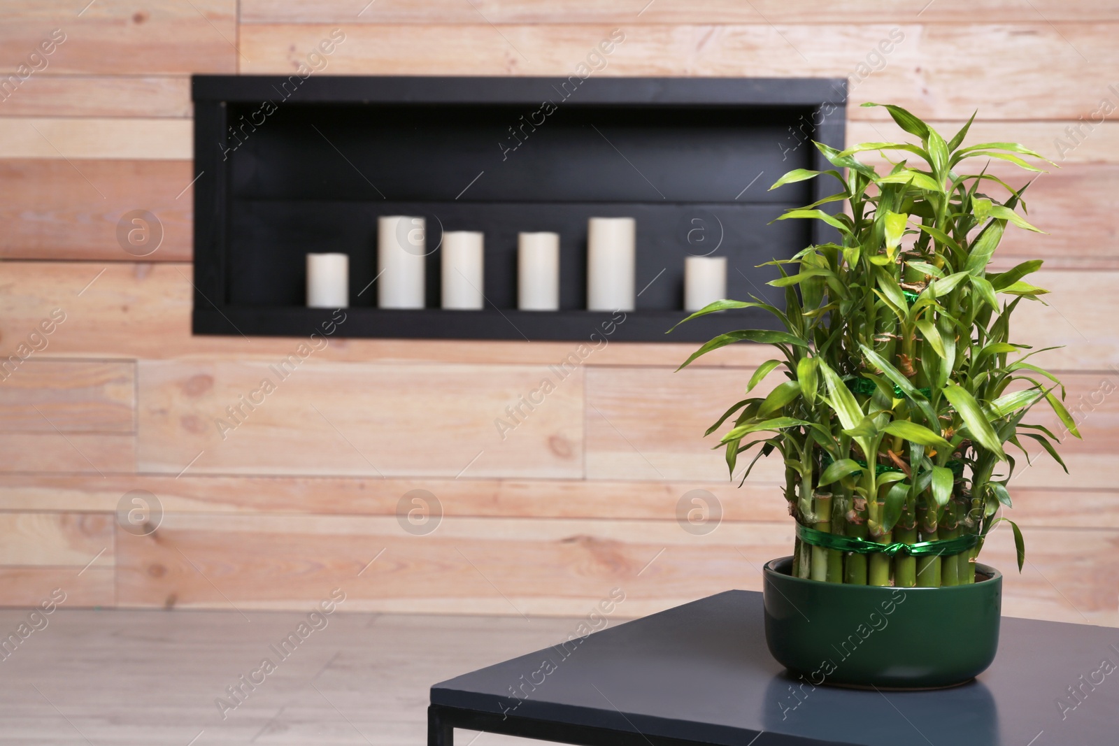Photo of Pot with green bamboo on table in room. Space for text