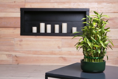 Photo of Pot with green bamboo on table in room. Space for text