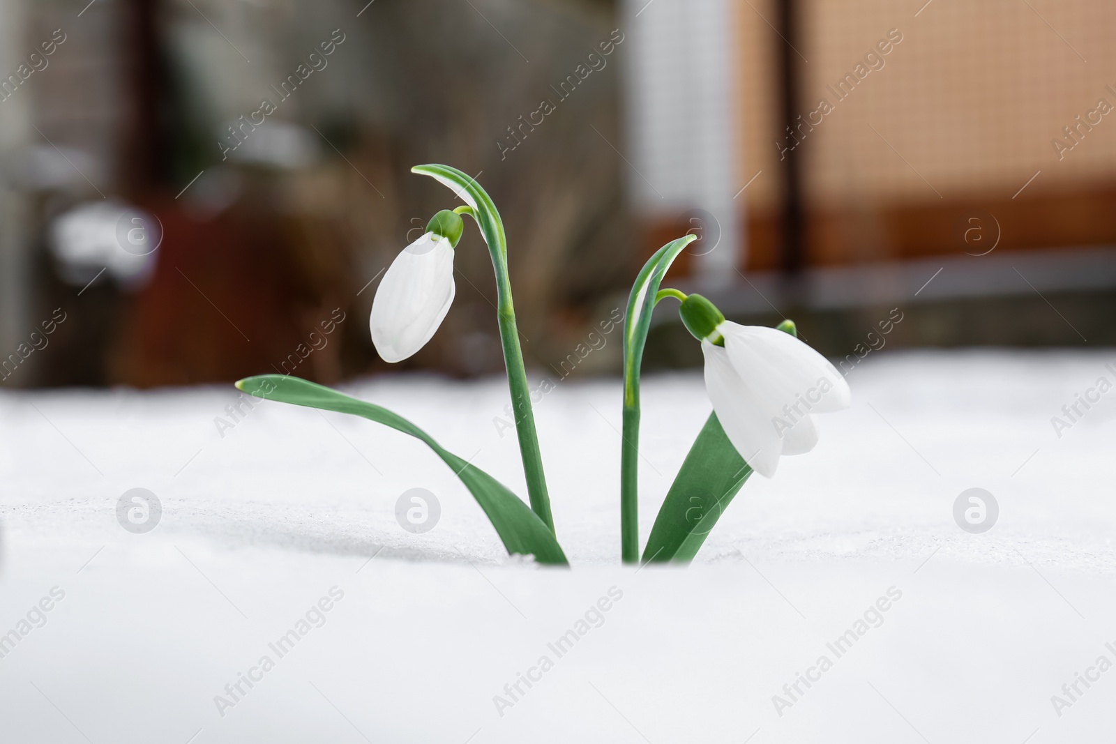 Photo of Beautiful blooming snowdrops growing in snow outdoors. Spring flowers