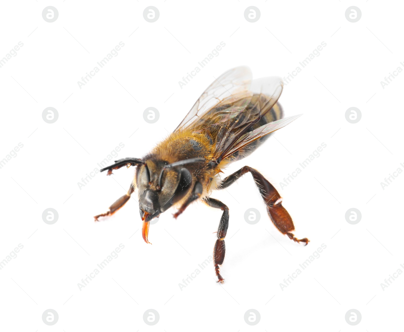 Photo of Beautiful honeybee on white background. Domesticated insect