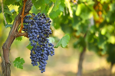 Photo of Fresh ripe juicy grapes growing in vineyard