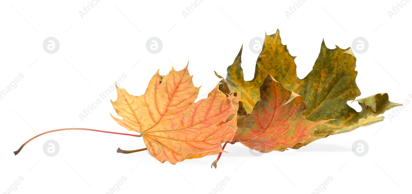 Photo of Autumn season. Dry maple leaves isolated on white