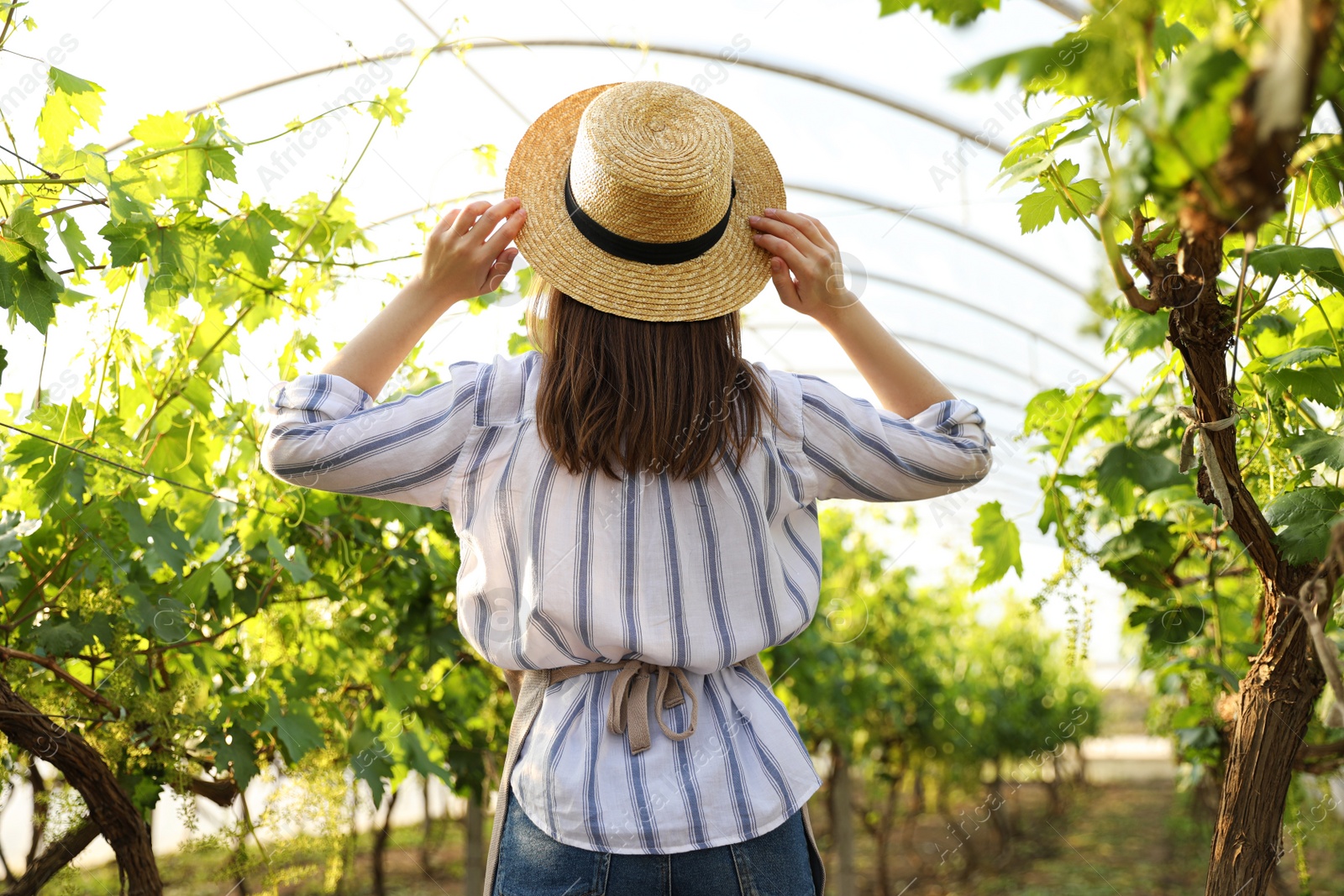 Photo of Woman among cultivated grape plants in greenhouse