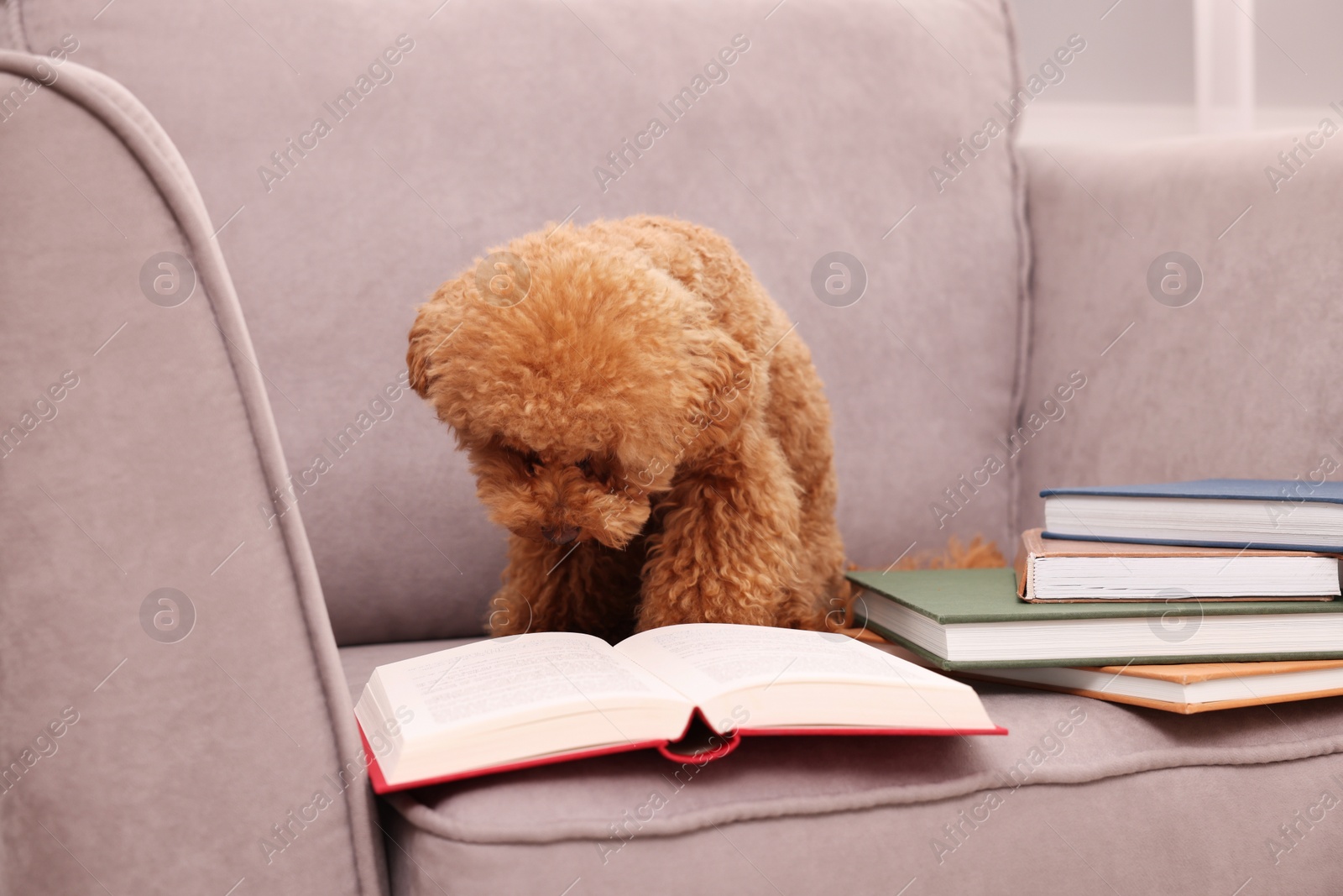 Photo of Cute Maltipoo dog with books on armchair indoors. Lovely pet