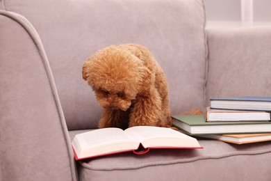 Cute Maltipoo dog with books on armchair indoors. Lovely pet