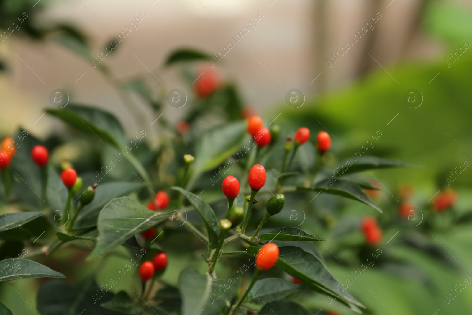 Photo of Chili pepper plant growing in garden outdoors, closeup. Space for text