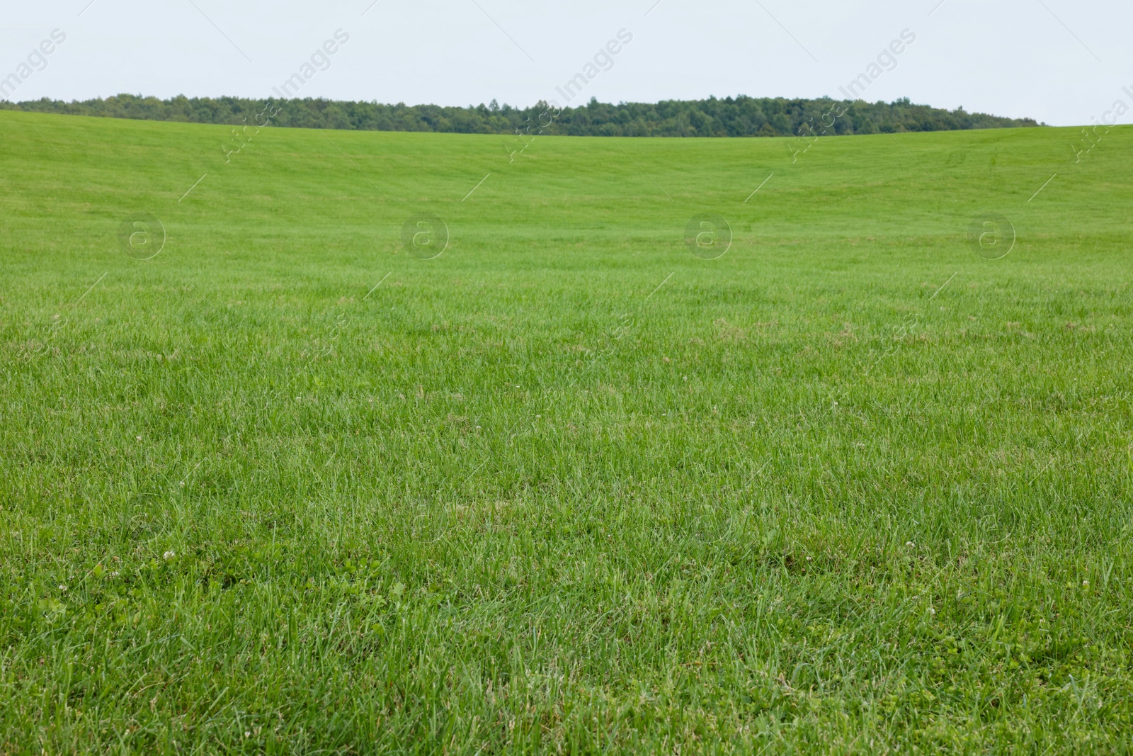 Photo of Beautiful lawn with bright green grass outdoors