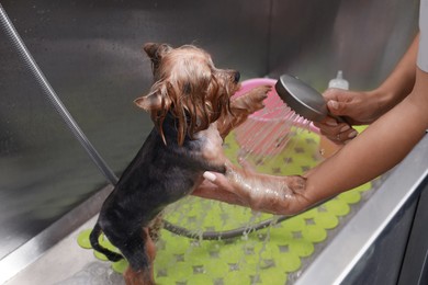 Photo of Professional groomer washing cute little dog in pet beauty salon