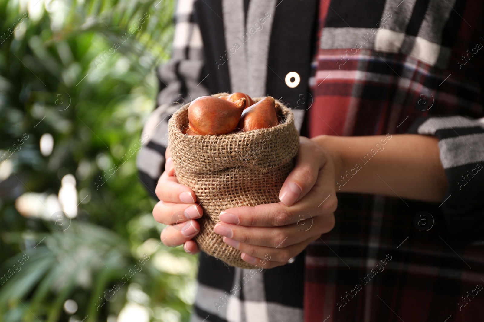 Photo of Woman holding sack with tulip bulbs on blurred background, closeup