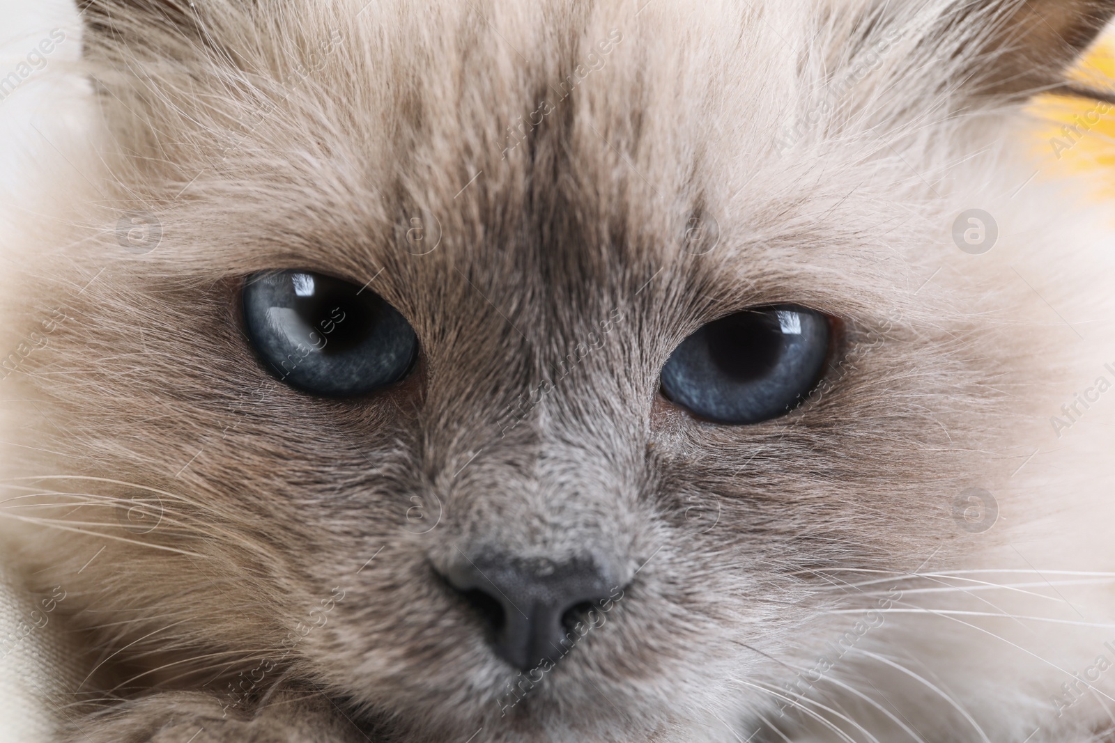 Photo of Birman cat with beautiful blue eyes, closeup