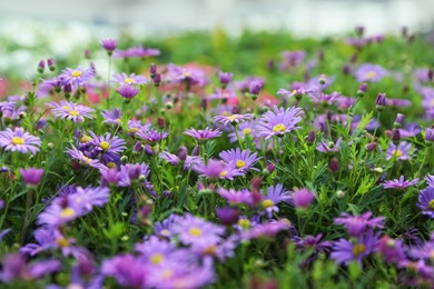 Photo of Closeup view of beautiful blooming rock daisy plants