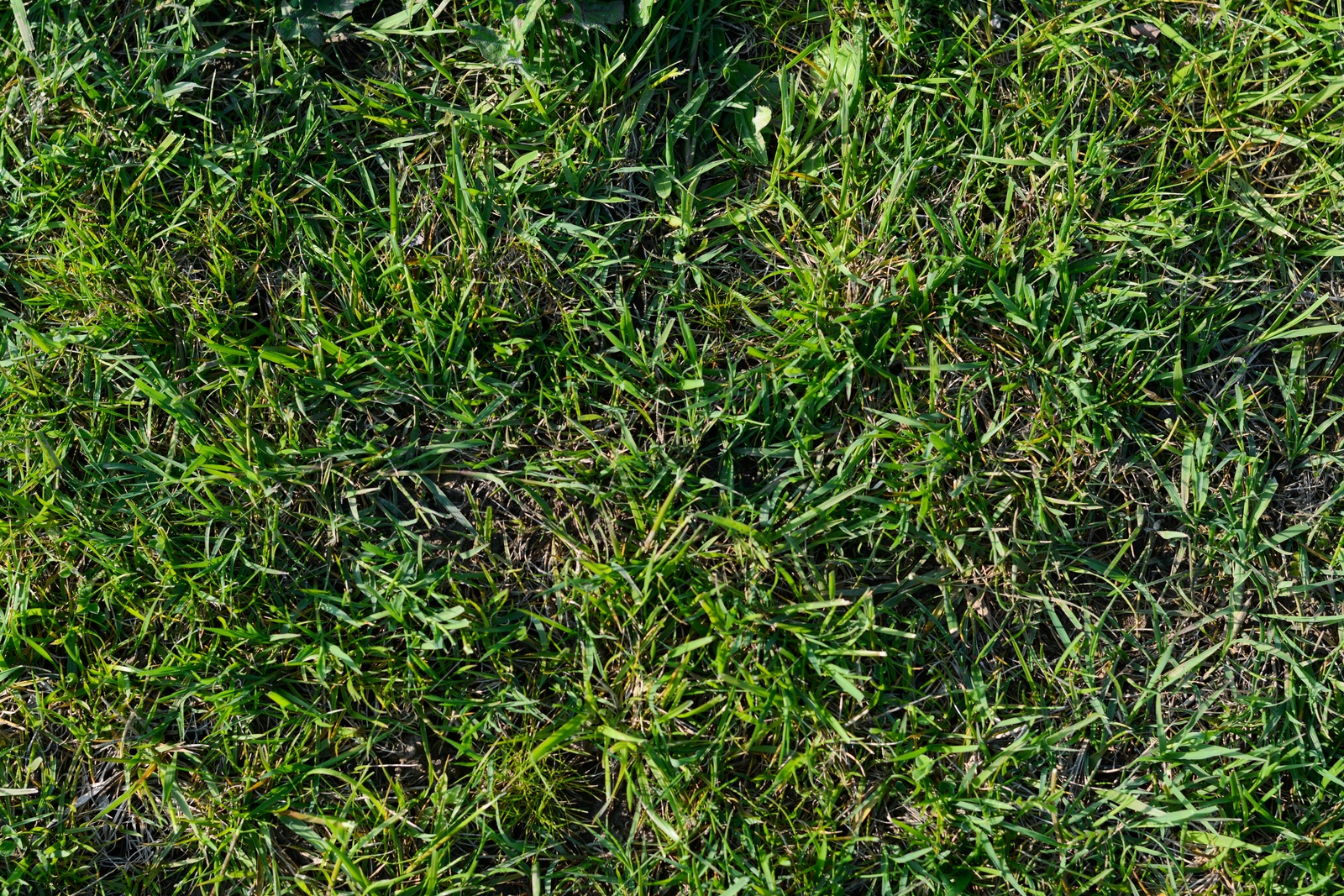 Photo of Beautiful lawn with green grass outdoors on sunny day, top view