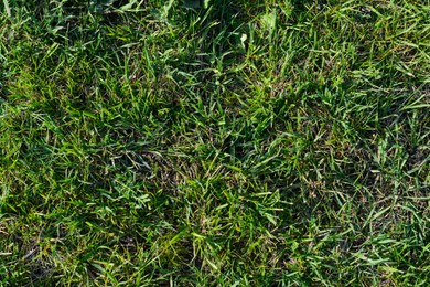 Beautiful lawn with green grass outdoors on sunny day, top view