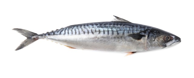 Photo of One tasty raw mackerel isolated on white