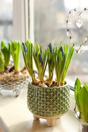 Spring is coming. Beautiful bulbous plants on windowsill indoors