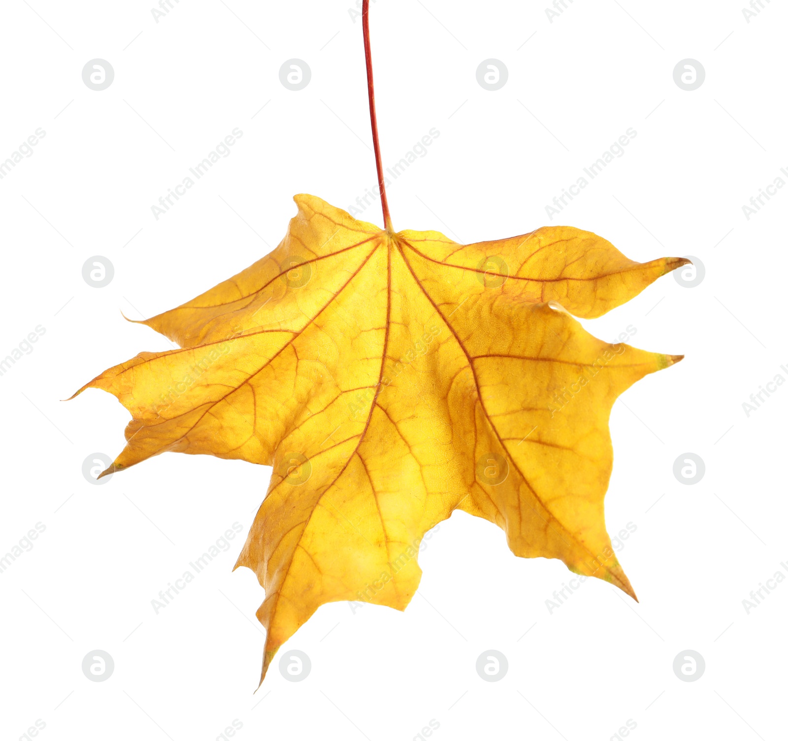 Photo of Beautiful autumn leaf on white background. Fall foliage