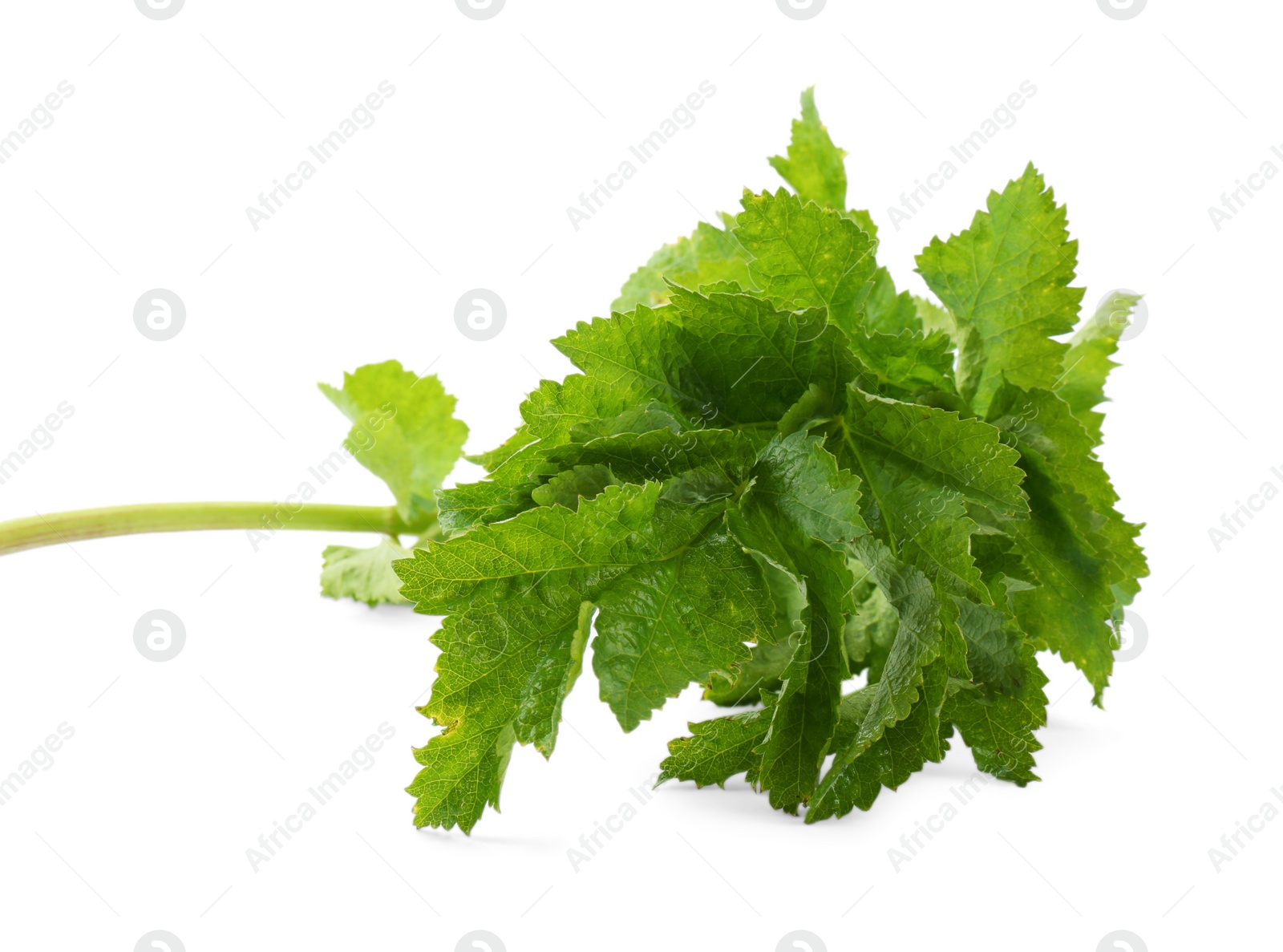 Photo of Tasty fresh green parsnip leaves isolated on white