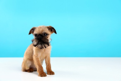 Studio portrait of funny Brussels Griffon dog looking into camera on color background. Space for text