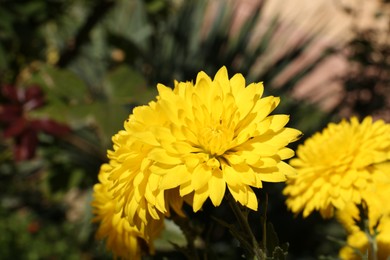 Beautiful yellow chrysanthemum flowers growing in garden, closeup