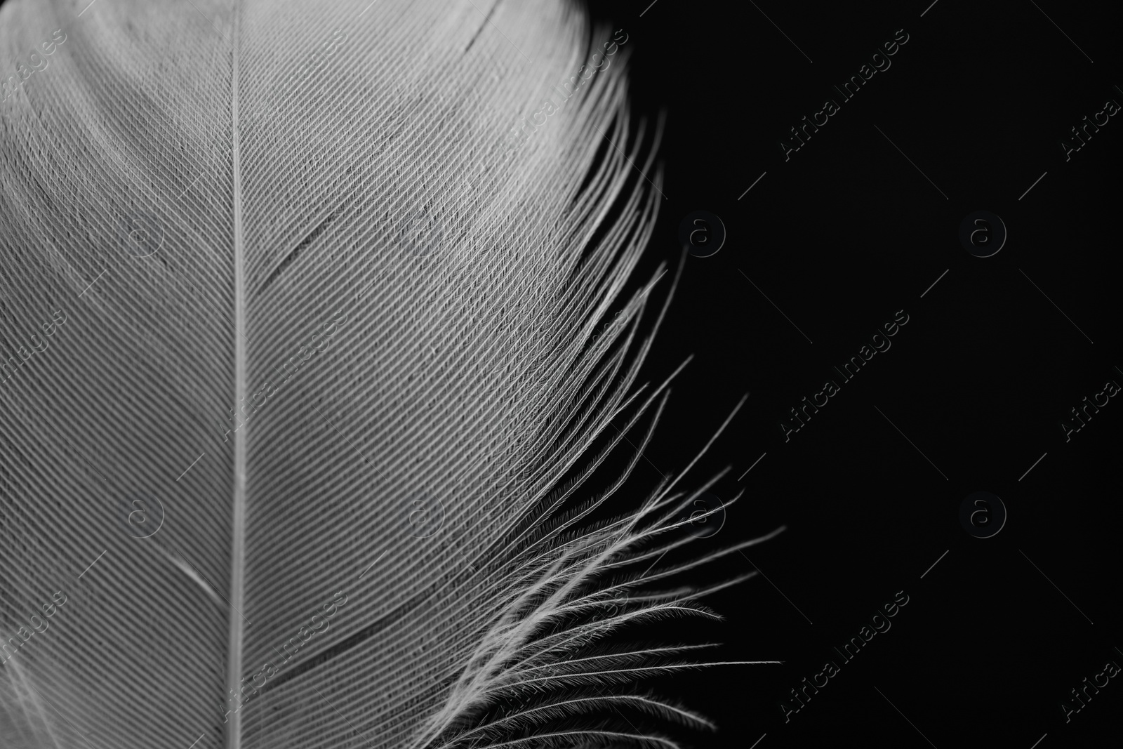 Photo of Fluffy white feather on black background, closeup. Space for text