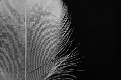 Photo of Fluffy white feather on black background, closeup. Space for text