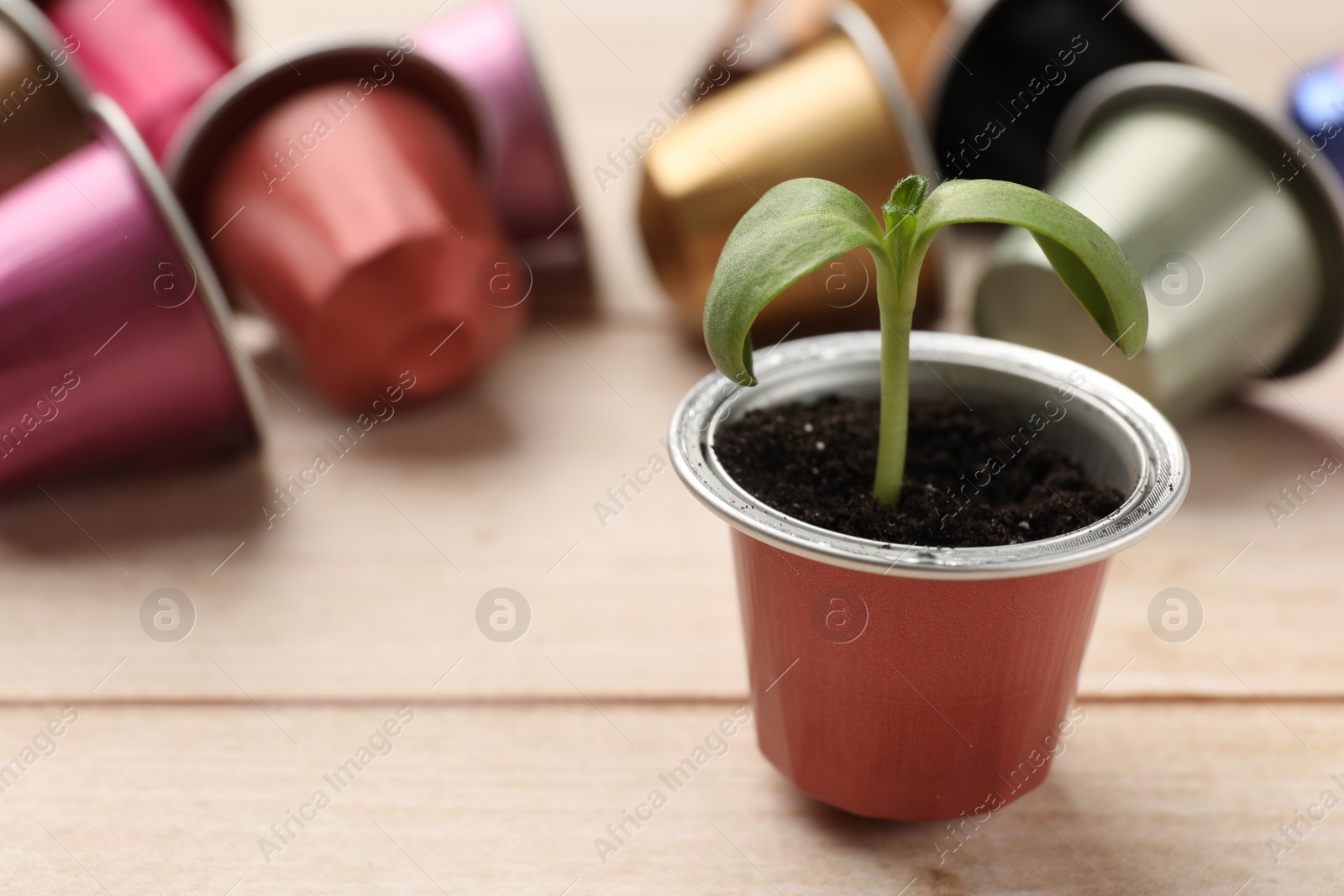 Photo of Green seedling growing in coffee capsule on wooden table, closeup. Space for text
