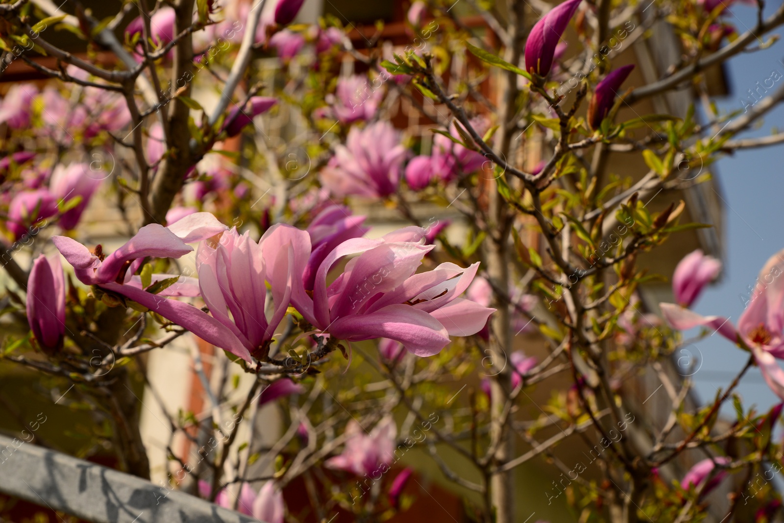 Photo of Closeup view of blooming magnolia tree on spring day, space for text