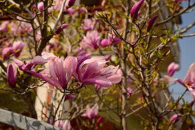 Photo of Closeup view of blooming magnolia tree on spring day, space for text