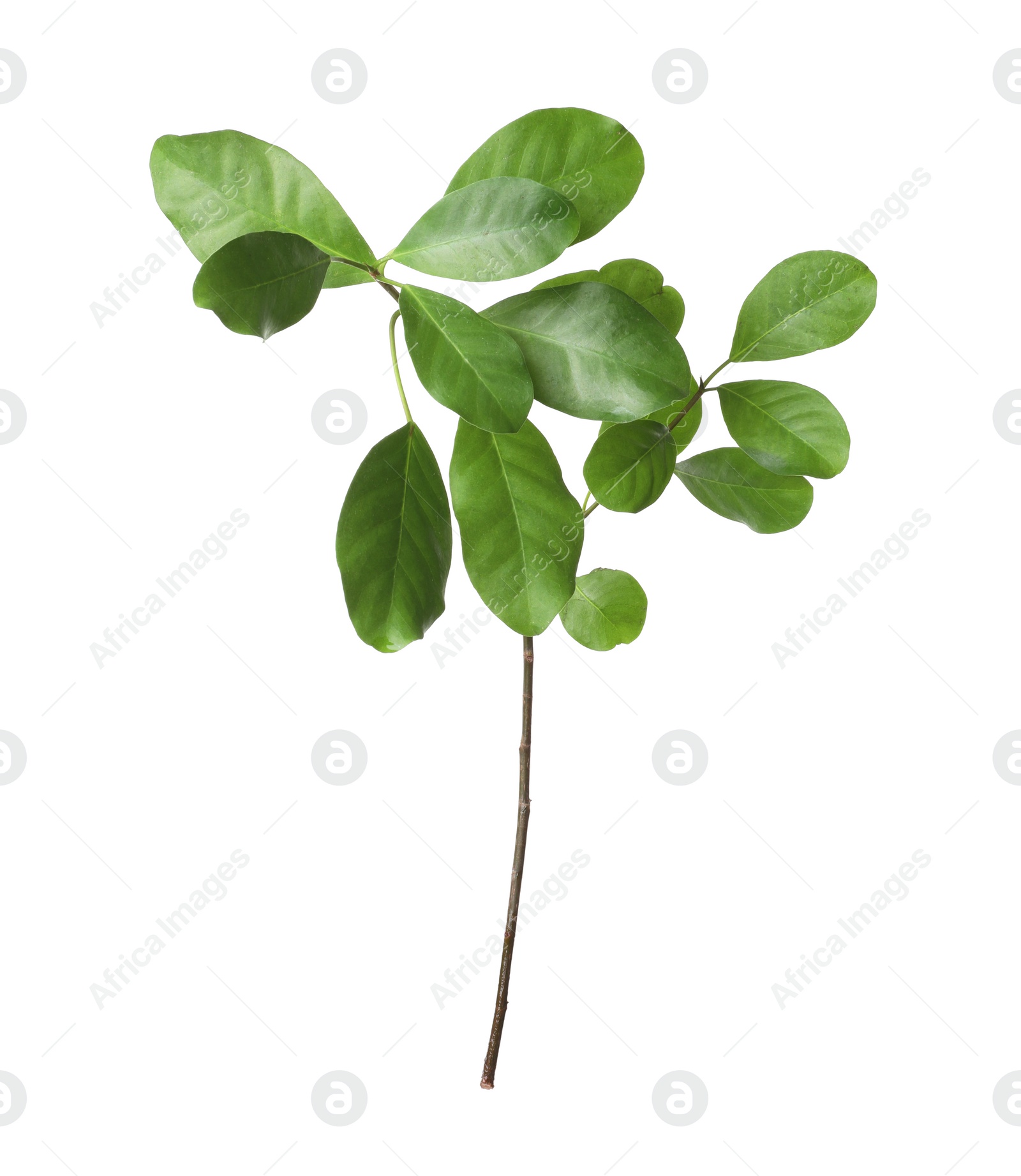 Photo of Branch of tropical citrus plant with leaves isolated on white