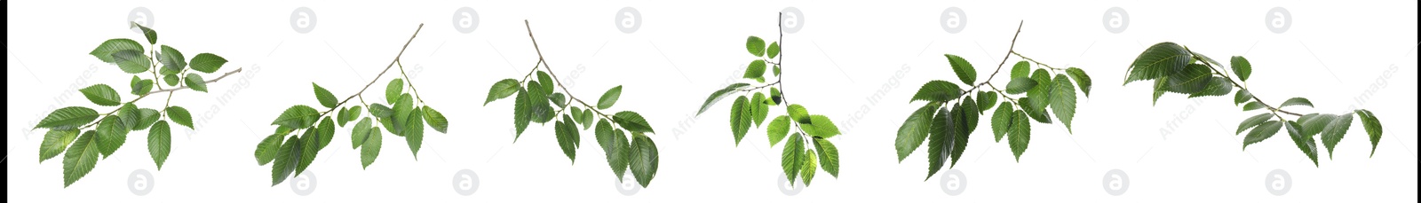 Image of Set with young fresh leaves on white background, banner design 